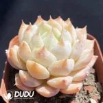 Echeveria Tippy - Image 2