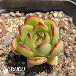 Echeveria  agavoides 'Torchlight'
