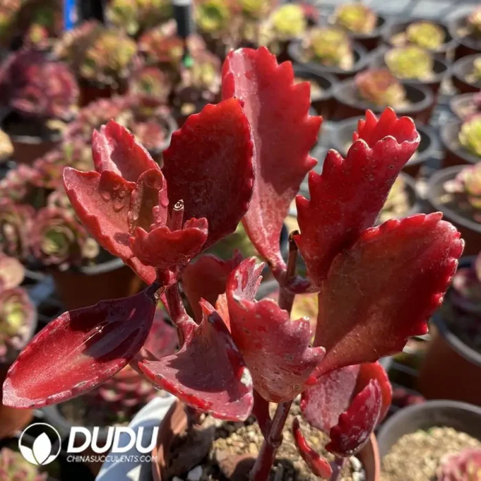 Kalanchoe sexangularis 3-6 heads scattered clustering - Image 1