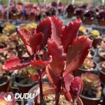 Kalanchoe sexangularis 3-6 heads scattered clustering - Image 2