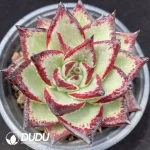 Echeveria Agavoides Devil