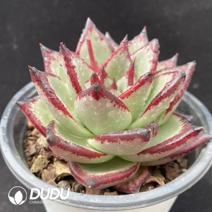 Echeveria Agavoides Devil - Image 2