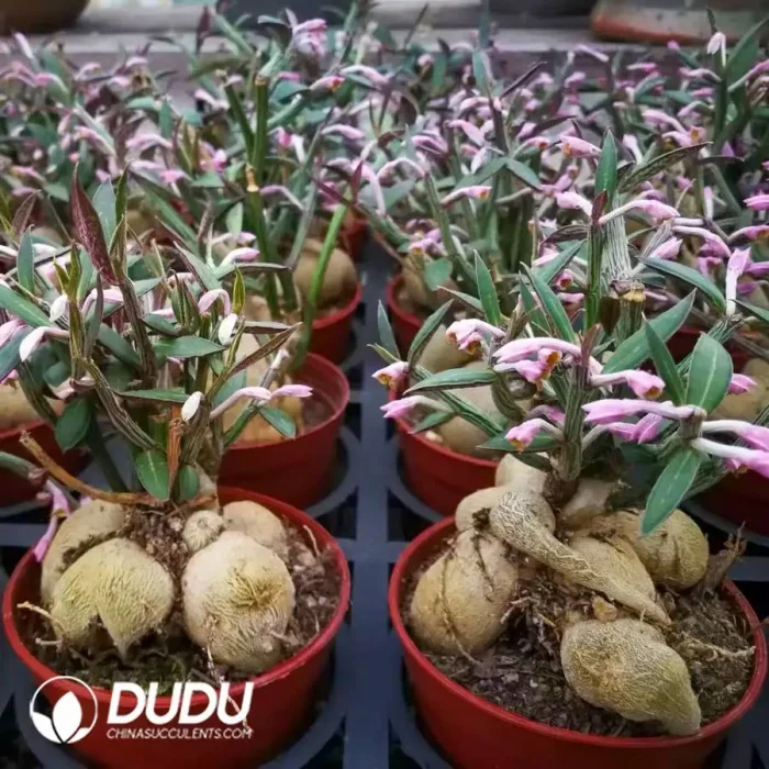 Euphorbia Monadenium montanum var. rubellum caudex - Image 2