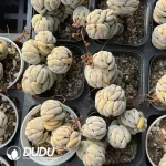 Crassula alstonii Clustering - Image 2