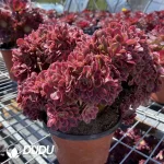 Aeonium Pink Witch Cristata - Image 2
