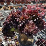 Aeonium Arboreum Velour European Cristata