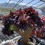 Aeonium Arboreum Velour European Cristata - Image 2