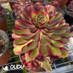 Aeonium Lina Clustering