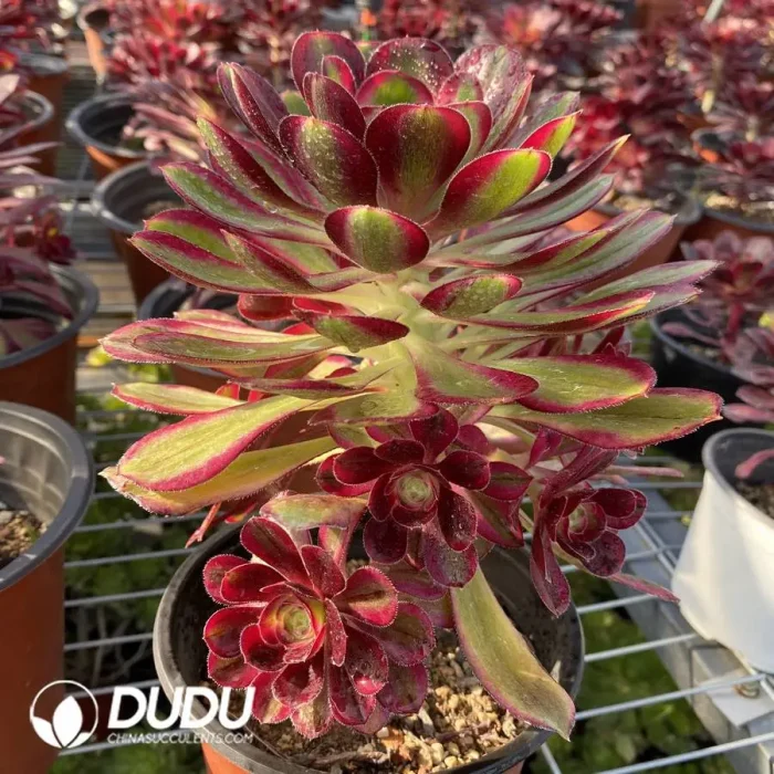 Aeonium Lina Clustering - Image 2