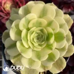 Aeonium Green Bean Paste