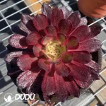 Aeonium ZiXia