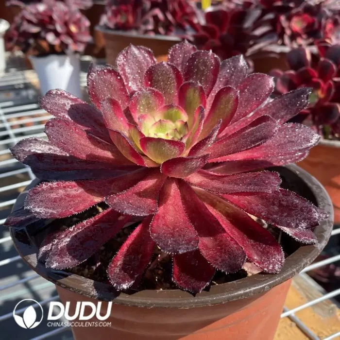Aeonium ZiXia - Image 2