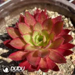 Aeonium Phoenix Variegated