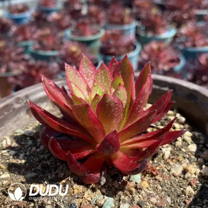 Aeonium Phoenix Variegated - Image 2