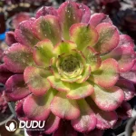 Aeonium Venus