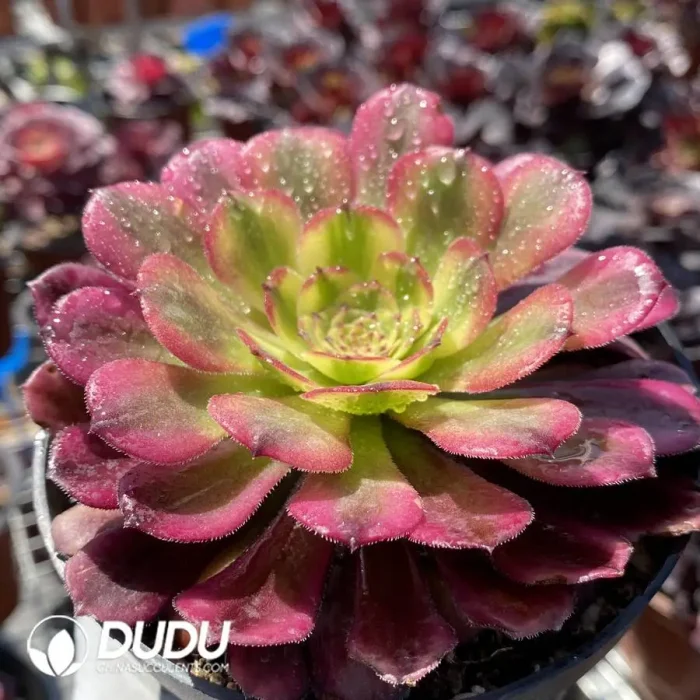 Aeonium Venus - Image 2