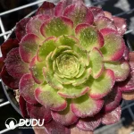 Aeonium Chang'e