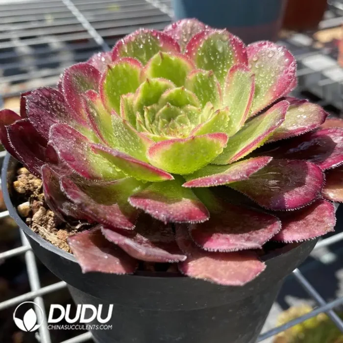 Aeonium Chang'e - Image 2