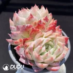 Echeveria Lone Star - Image 2