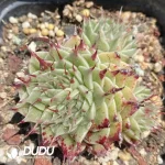 Echeveria Eyelash Clustering