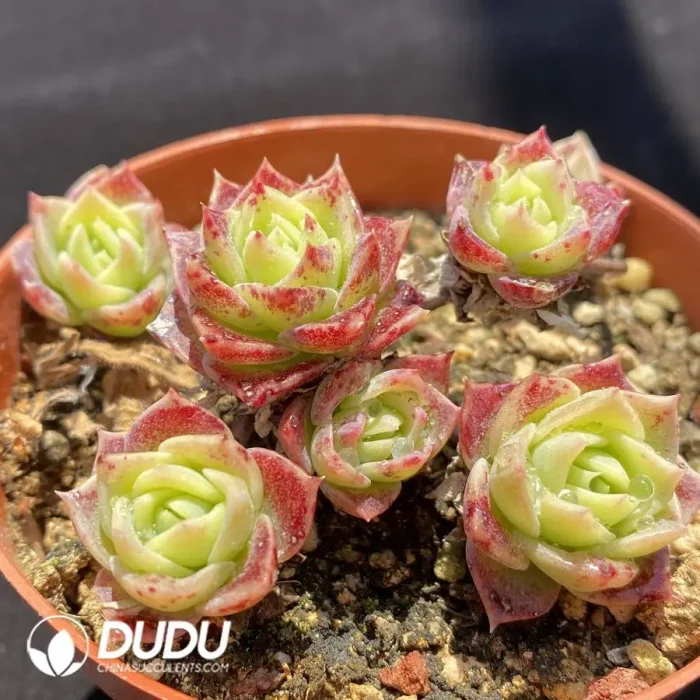 Graptoveria Jadeita - Image 2