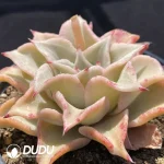 Echeveria Madiba - Image 2