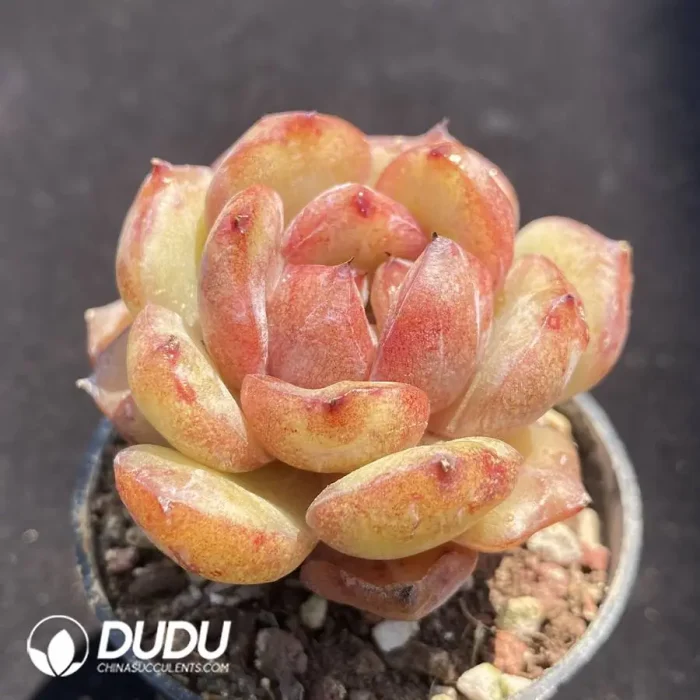 Echeveria Fufu ye - Image 2