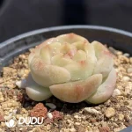Echeveria OF485 - Image 2