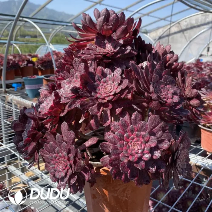 Aeonium ZiXia Variegated Cluster - Image 1