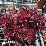 Aeonium Peacock (only 10)