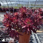 Aeonium Peacock (only 10) - Image 2