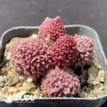 Adromischus Marianae
