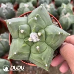 Astrophytum Coahuilense cv. Hakuran