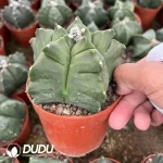 Astrophytum Coahuilense cv. Hakuran - Image 2