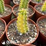 Echinocereus Shrimp Variegated