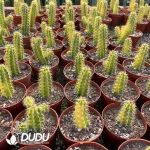 Echinocereus Shrimp Variegated - Image 2