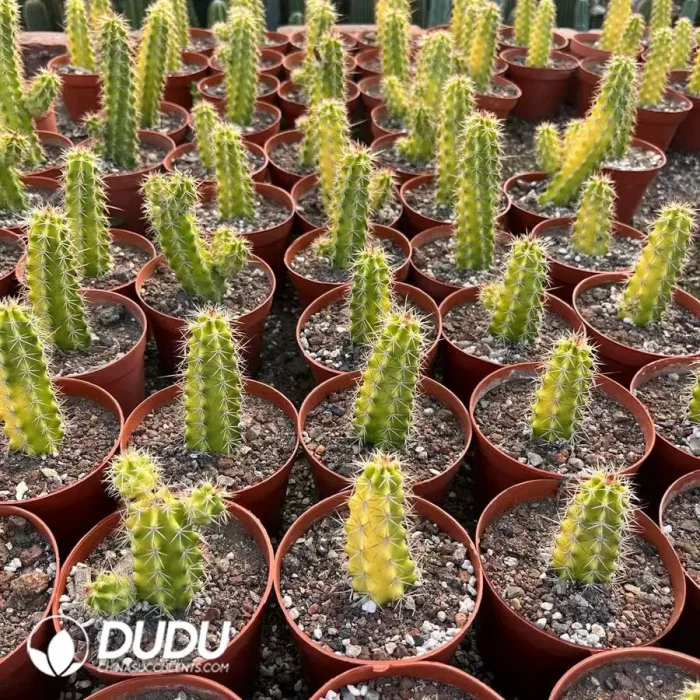 Echinocereus Shrimp Variegated - Image 2