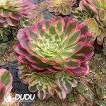 Aeonium Jade Posture Clustering - Image 2