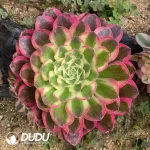 Aeonium Jade Posture Clustering