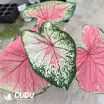 Caladium Monica Seedling(100Pcs??