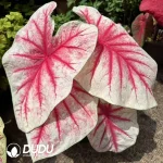 Caladium Rhapsody  Seedling(100Pcs??