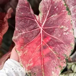 Caladium Ballet Slippers  Seedling(100Pcs??