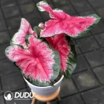 Caladium Ace of Hearts  Seedling(100Pcs??