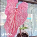 Caladium Blushing Bride  Seedling(100Pcs??