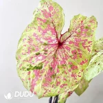 Caladium Pink Cloud Seedling(100Pcs??