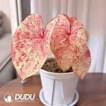 Caladium Milano  Seedling(100Pcs??
