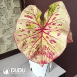 Caladium Danxia Freckles
 Seedling(100Pcs??