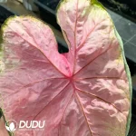 Caladium Sea King Seedling(100Pcs??