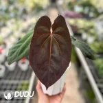 A. Papillialaminum x A. Dark Phoenix  Seedling(100Pcs??