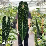 A. Warocqueanum  Seedling(100Pcs??